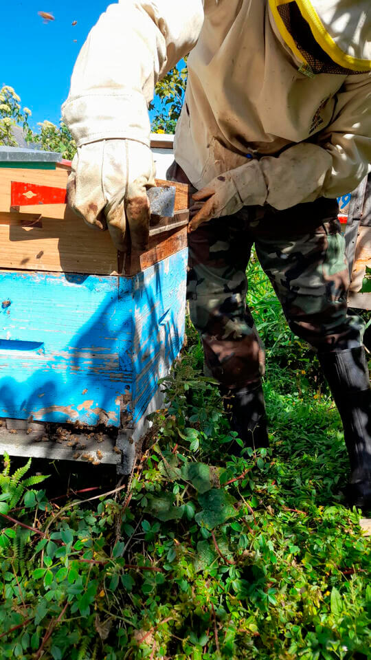 Bolivian green propolis producers working alongside Apinected