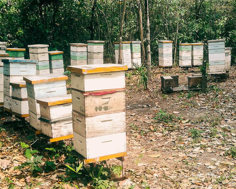 Sustainable beekeeping in Bolivia with Apinected producer communities