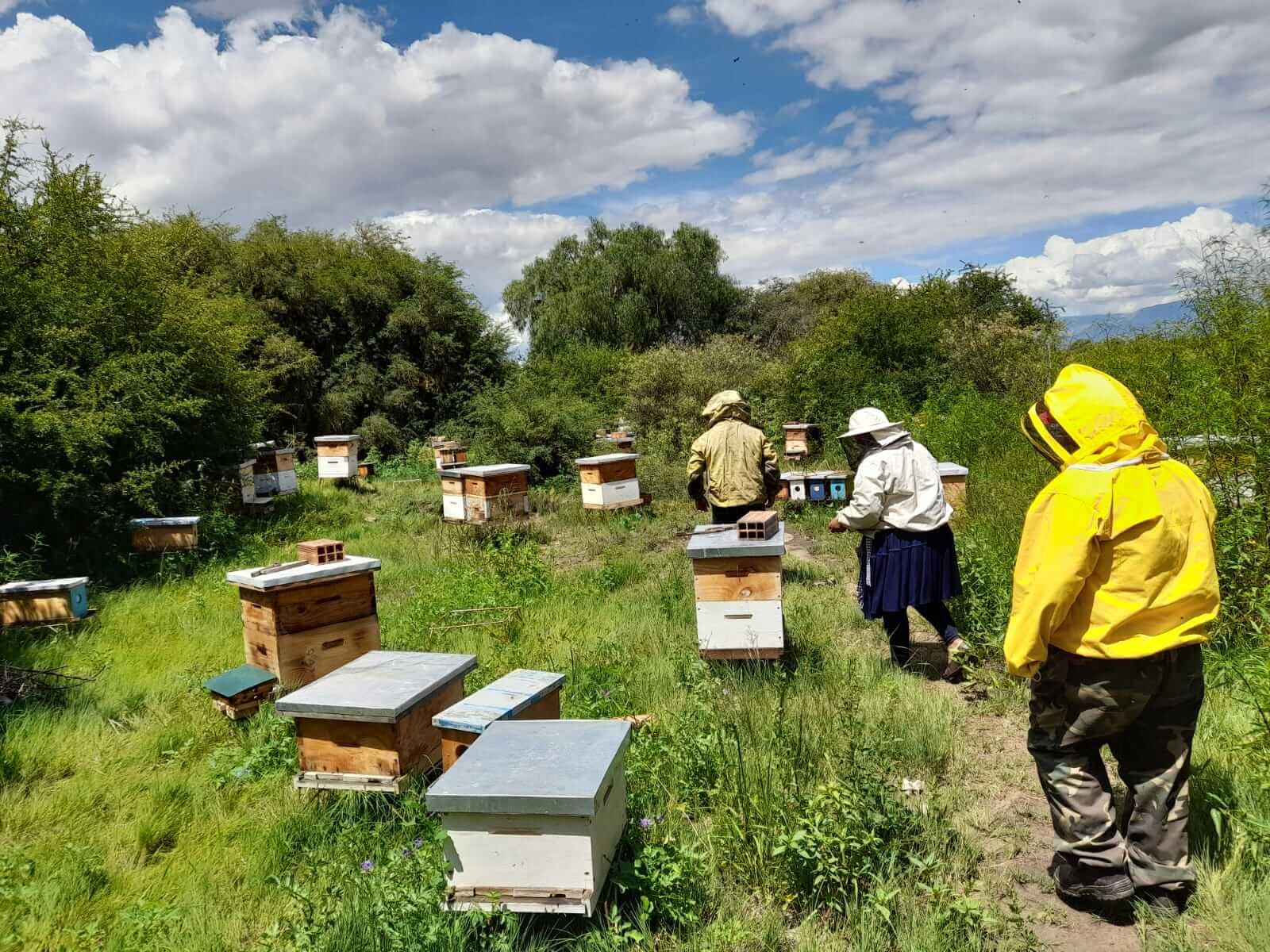 Economic impact: regenerative beekeeping with Bolivian communities
