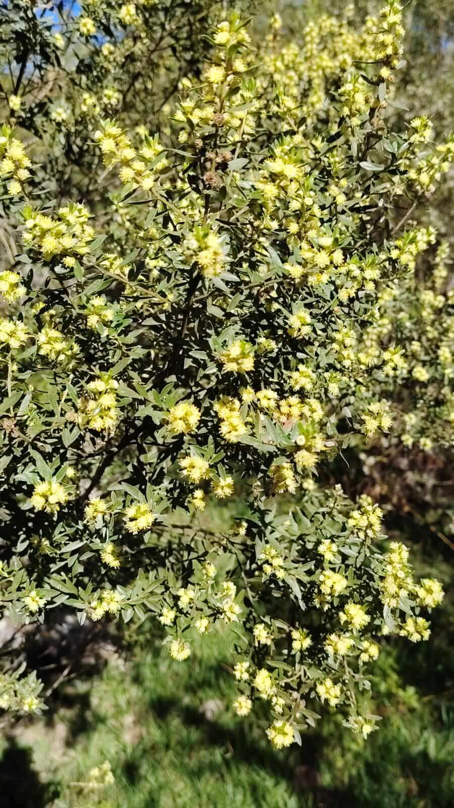 Baccharis dracunculifolia, tola, source of Bolivian green propolis