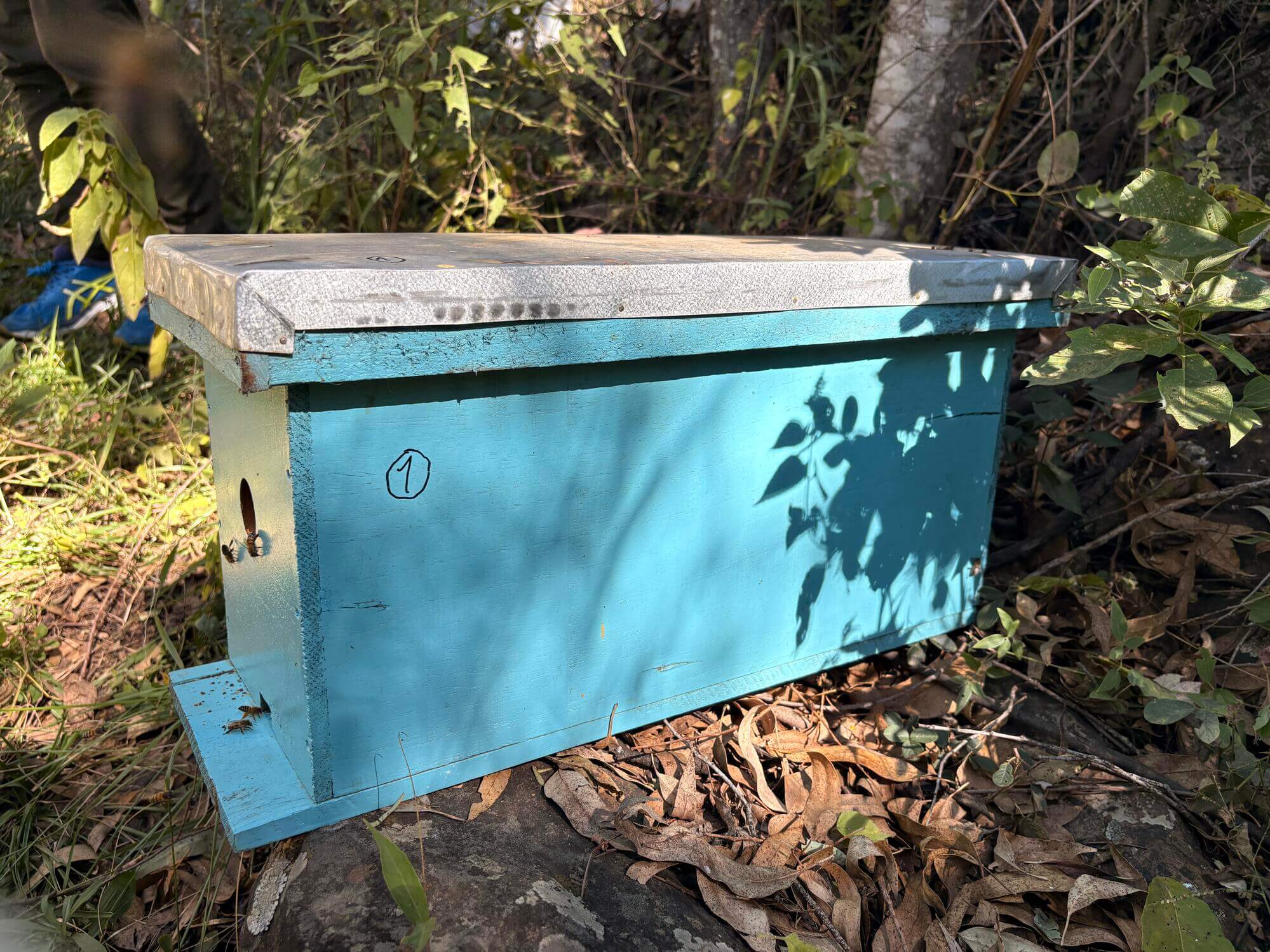 Green propolis value chain and suppliers in Bolivia