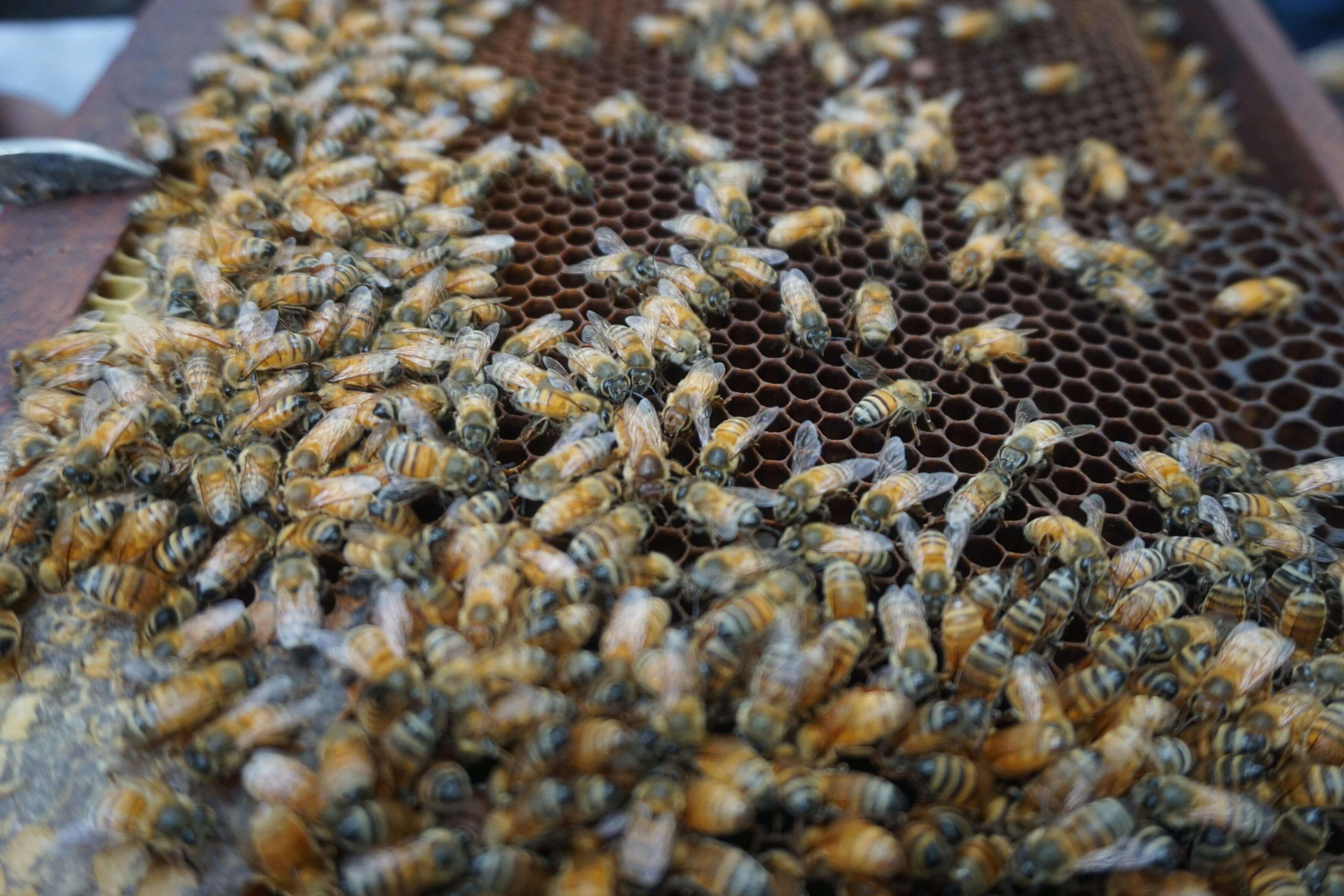 Apinected team, Bolivian green propolis exporter