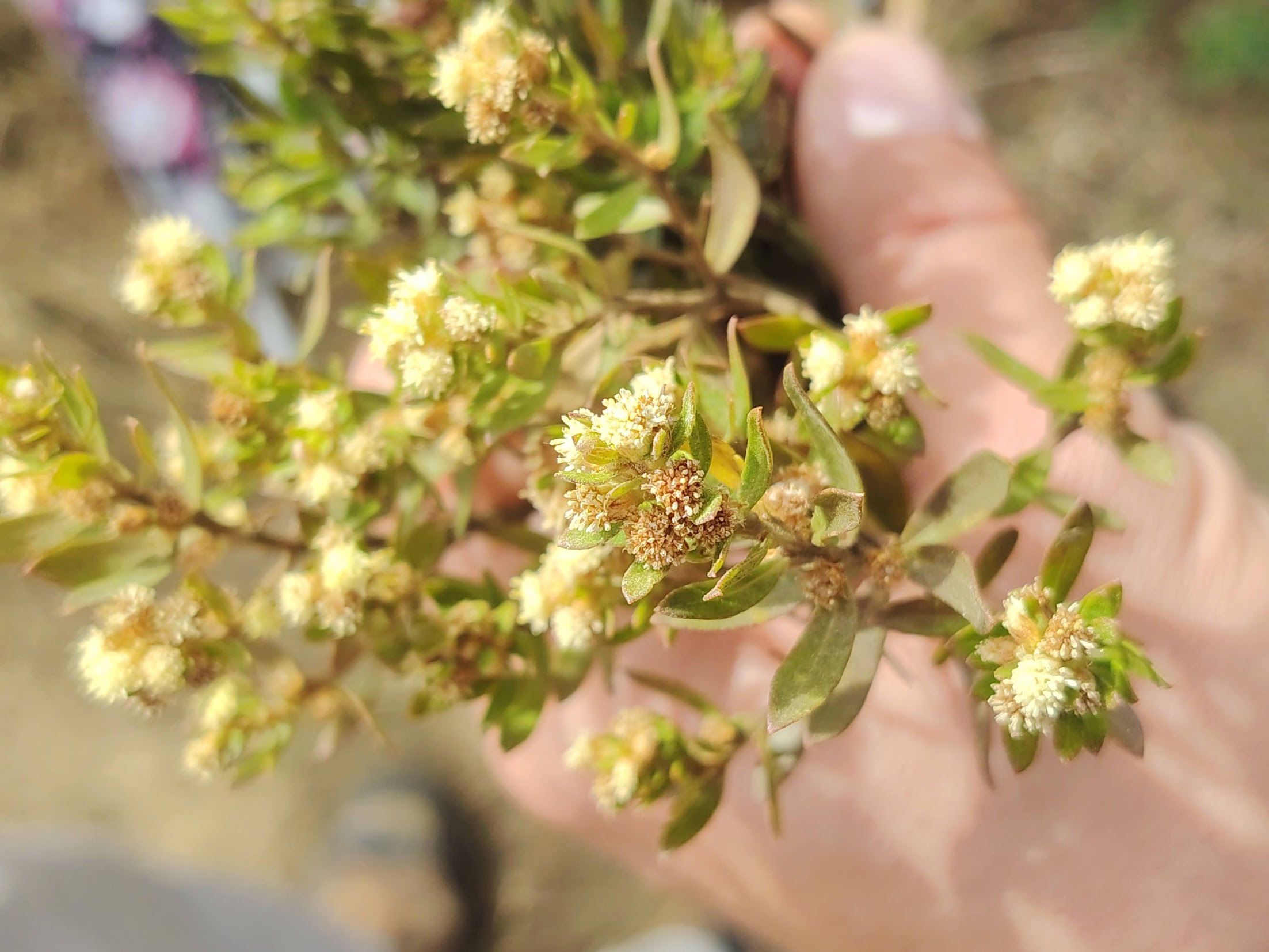 Environmental impact: protecting Baccharis dracunculifolia populations