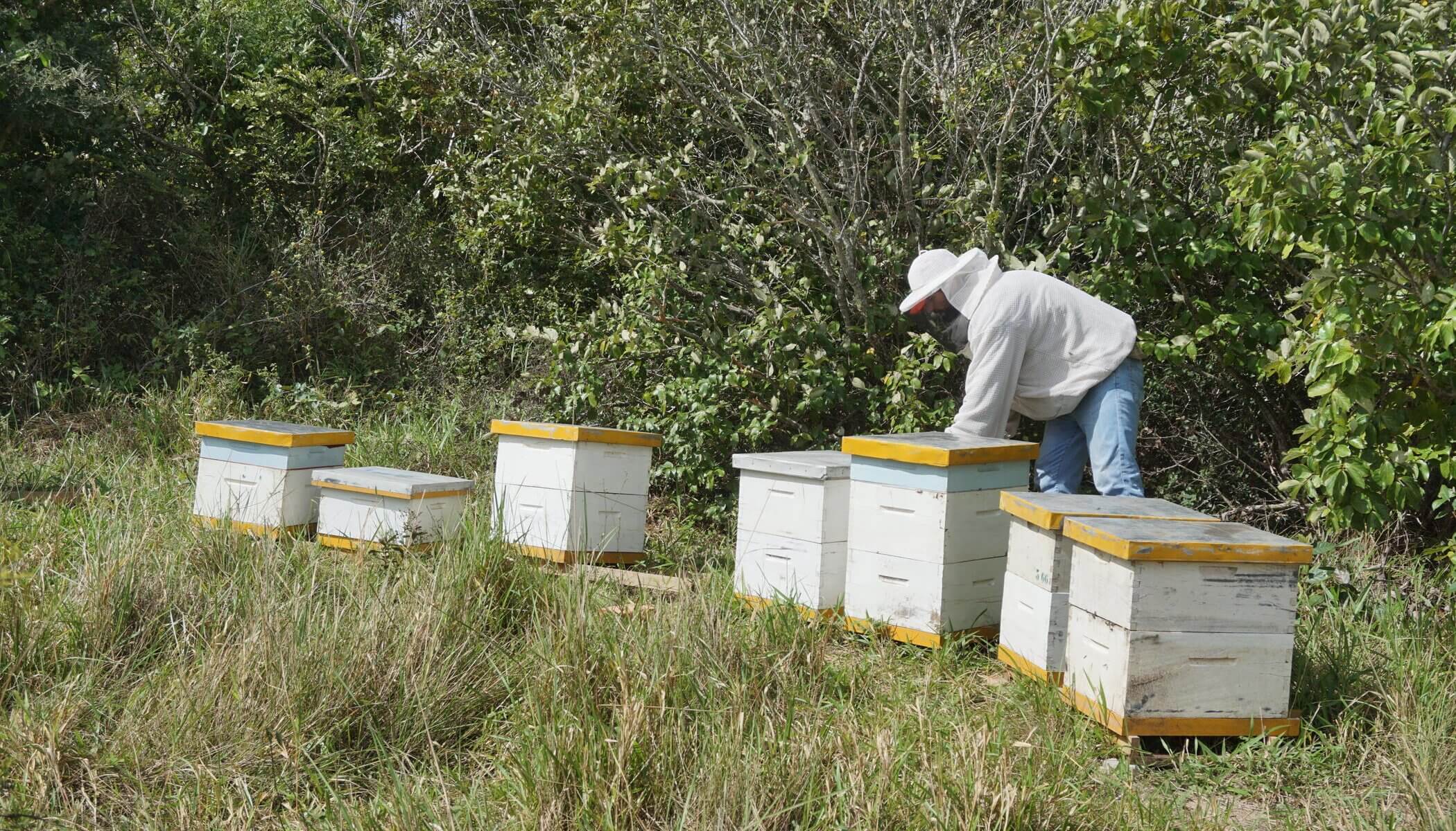Bolivian green propolis and bees on Baccharis dracunculifolia