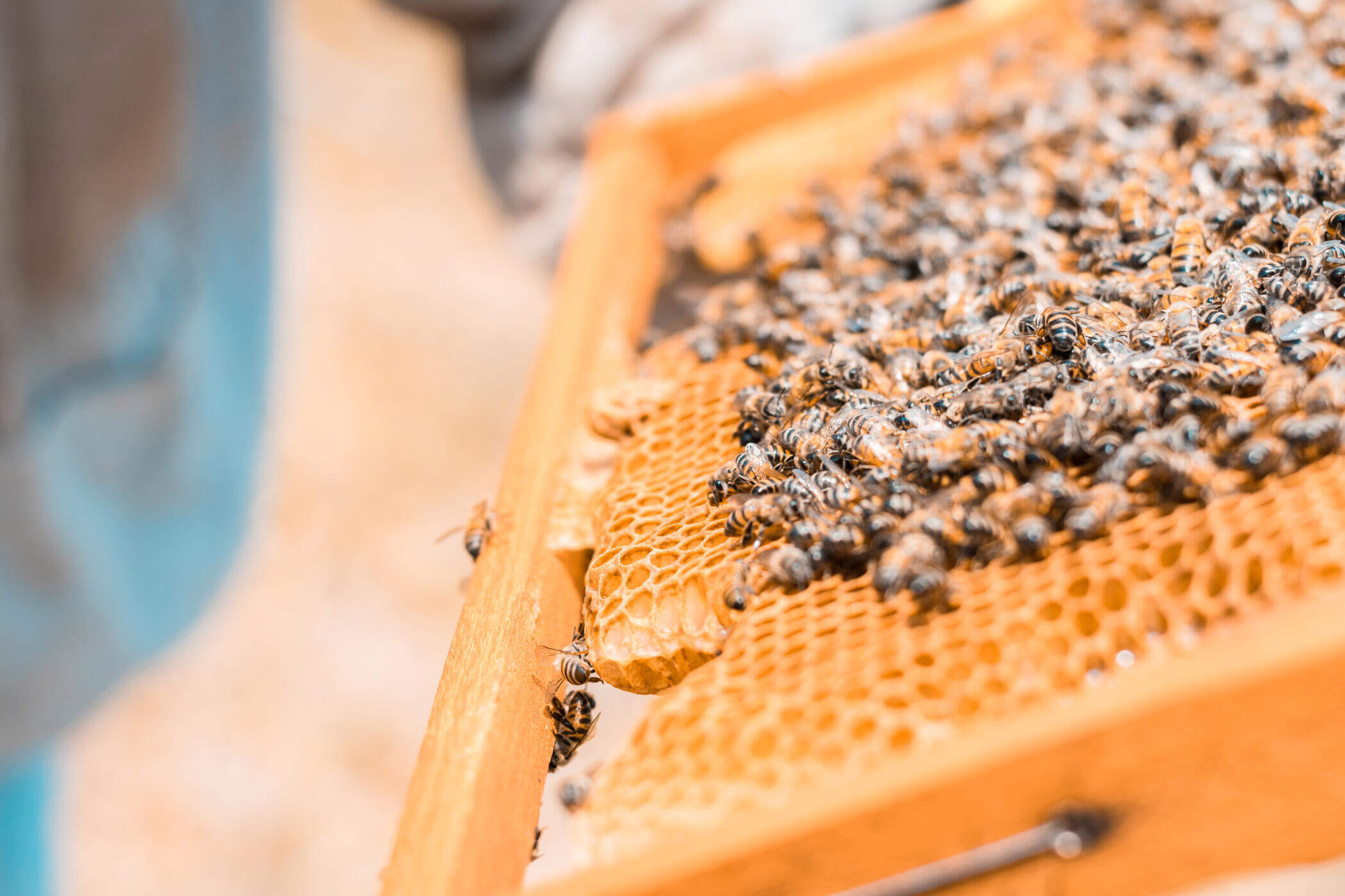 Bolivian green propolis apiary in the valleys of Tarija
