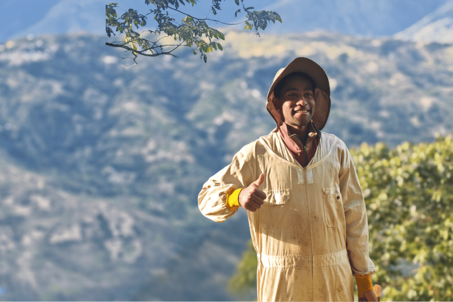 Beekeeper harvesting green propolis from a hive in Bolivia